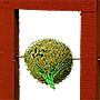 Talgbollsram